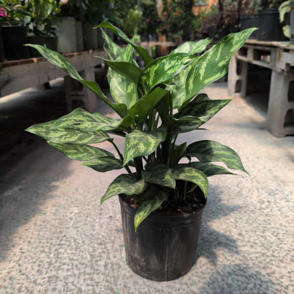 10" Aglaonema 'Maria'