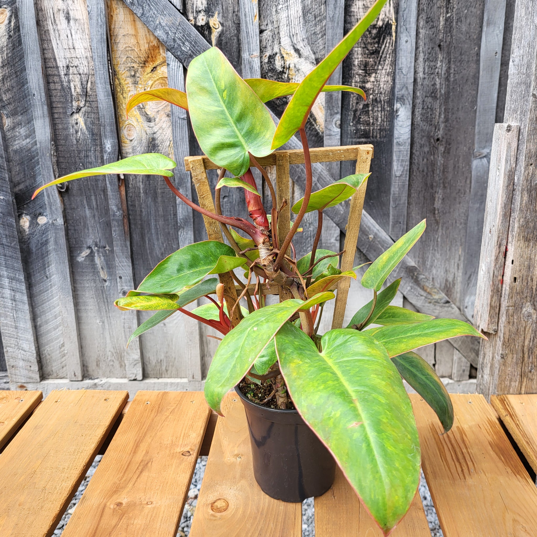 Philodendron 'Painted Lady' 6" - Trellis