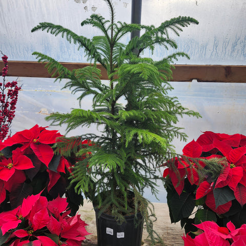 Norfolk Pine 10"