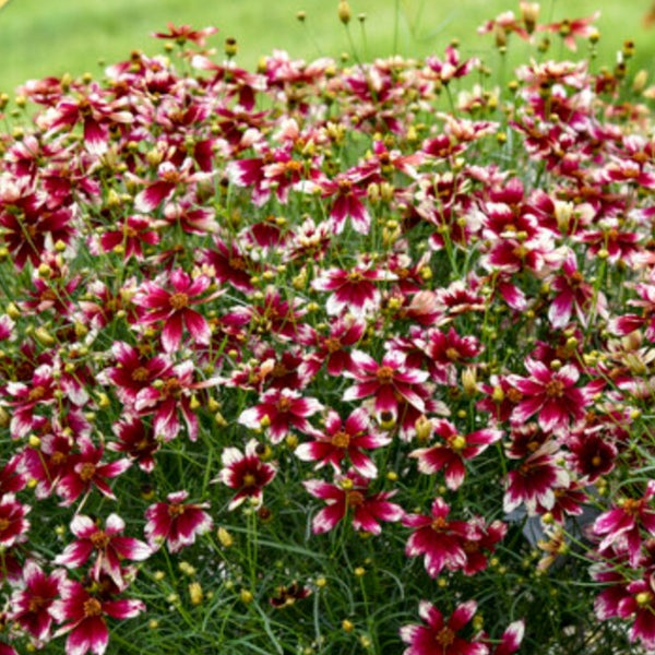 Coreopsis 'Heartstrings' PW