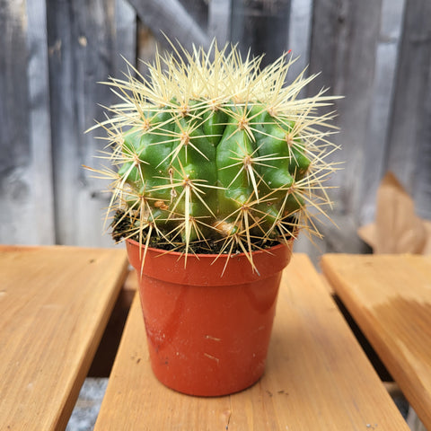 Cactus 'Golden Barrel' 3.25"