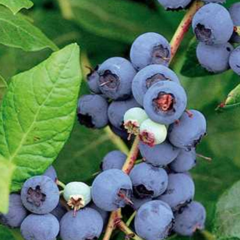Blueberry 'Northland'