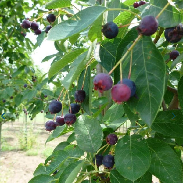 Canadian Serviceberry-Clump