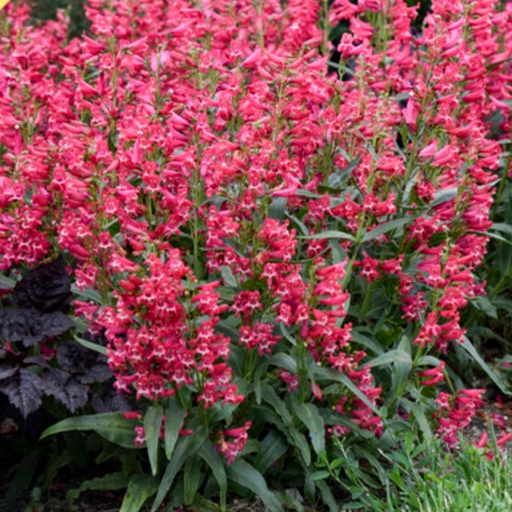 Penstemon 'Rose Rhinestones' PW