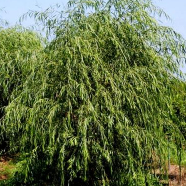 Weeping Willow 'Tristis'