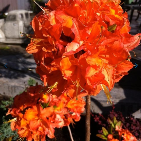 Azalea 'Mandarin Lights'