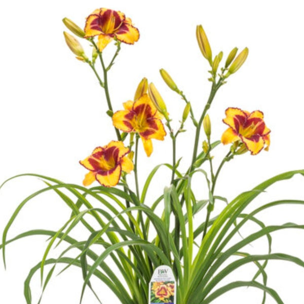 Hemerocallis 'Blazing Glory' PW