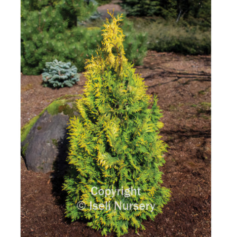 Arborvitae 'Golden Blush'