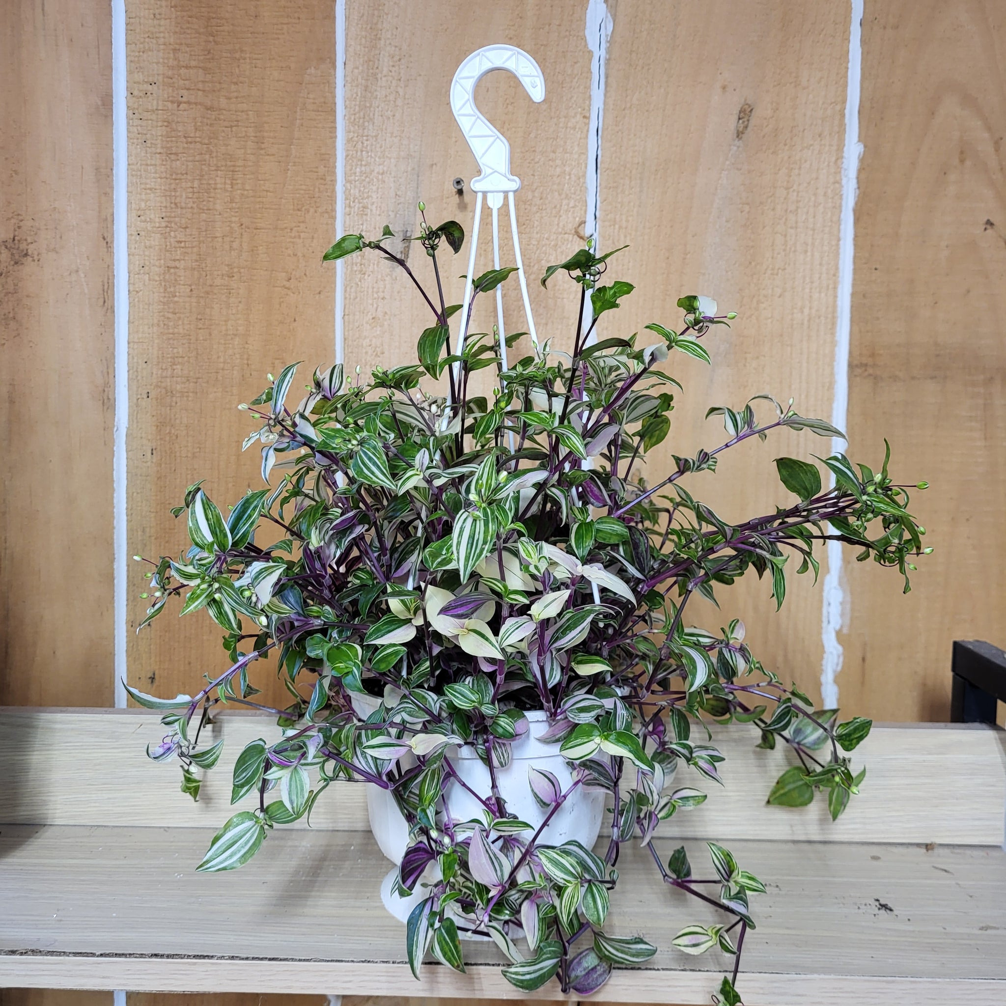 Tradescantia 'Tricolor' Hanging