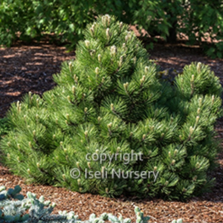 Red Pine 'Morel'