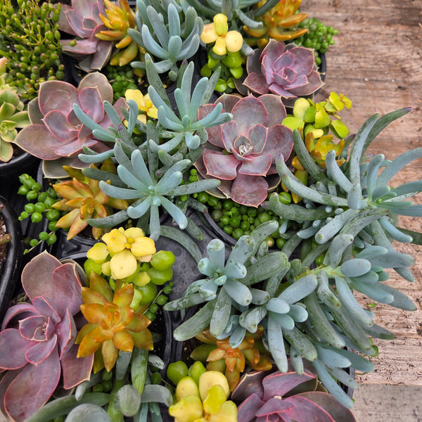 Succulent Living Canvas 'Backyard Bonfire'