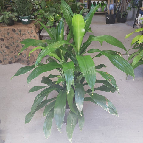 Dracaena 'Janet Craig' X2PPP