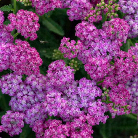 Achillea 'Firefly Fuchsia' PW