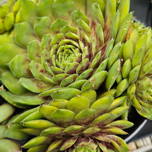 Sempervivum 'Gold Rush'