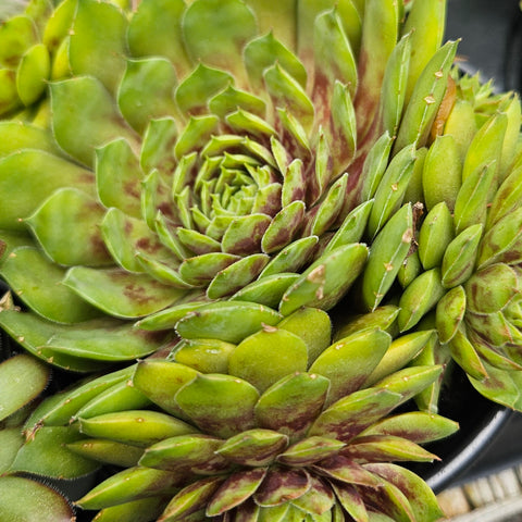 Sempervivum 'Gold Rush'