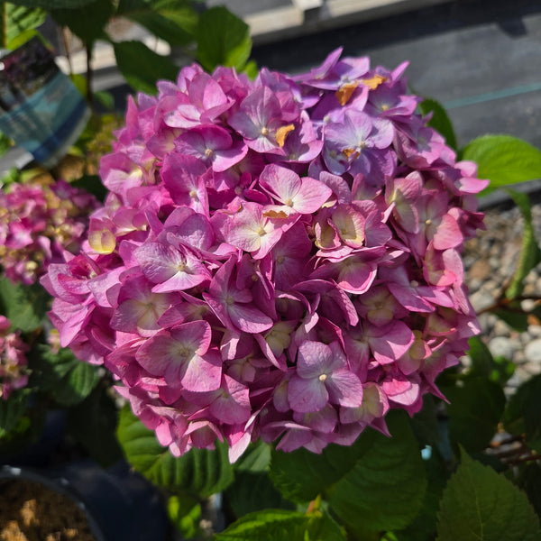 Hydrangea 'BloomStuck'