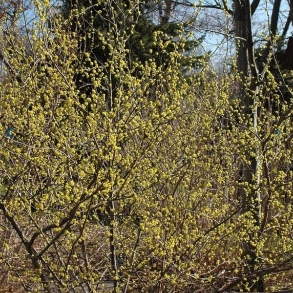 Weeping Willow 'Tristis'