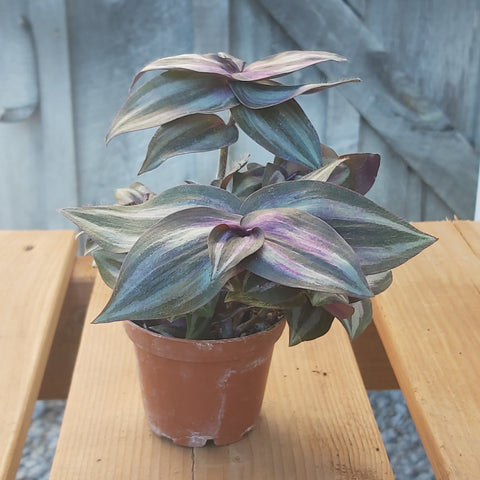 Tradescantia 'Zebrina' 2.5"
