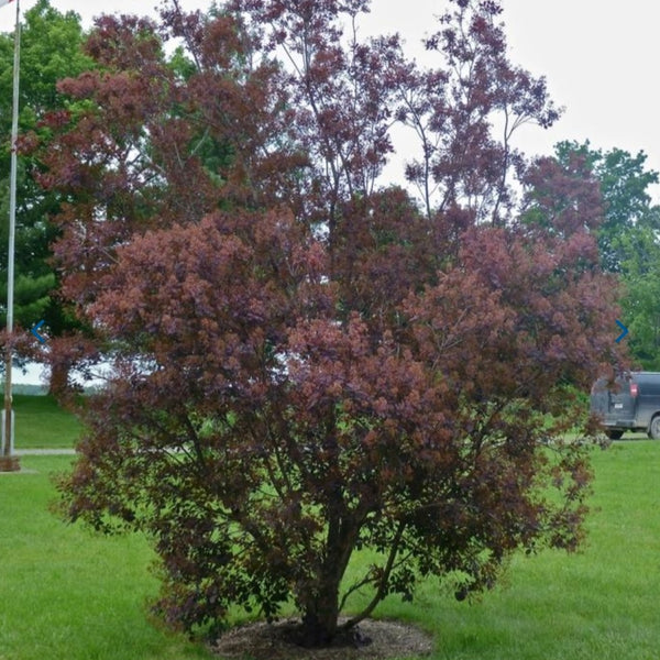 Smokebush 'Royal Purple'