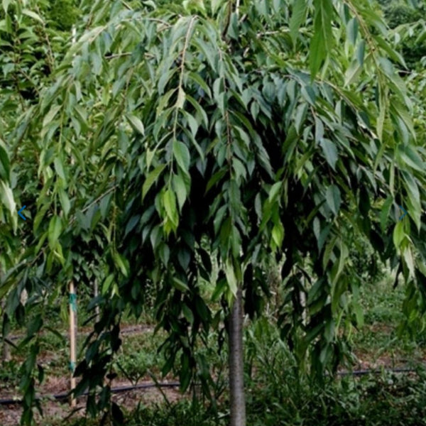 Double Weeping Cherry Tree 'Pendula'