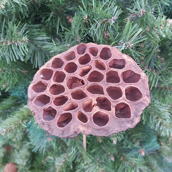 Lotus pods - single pick