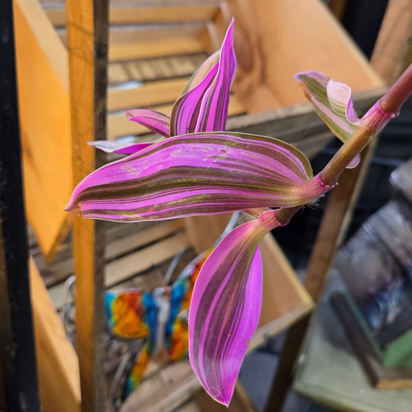 Tradescantia 'Bubblegum' 4.5" Hanging Pot