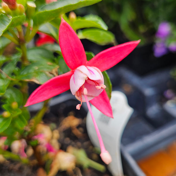 Fuchsia 'Bella Upright Nikita'