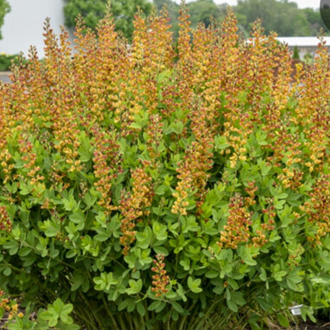 Baptisia 'Cherries Jubilee' PW