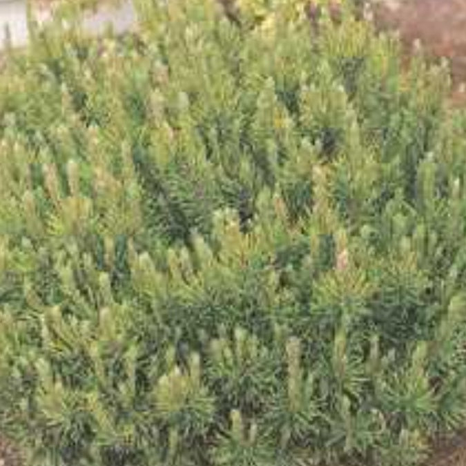 Mugo Pine 'Pumilio'