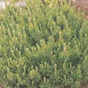 Mugo Pine 'Pumilio'