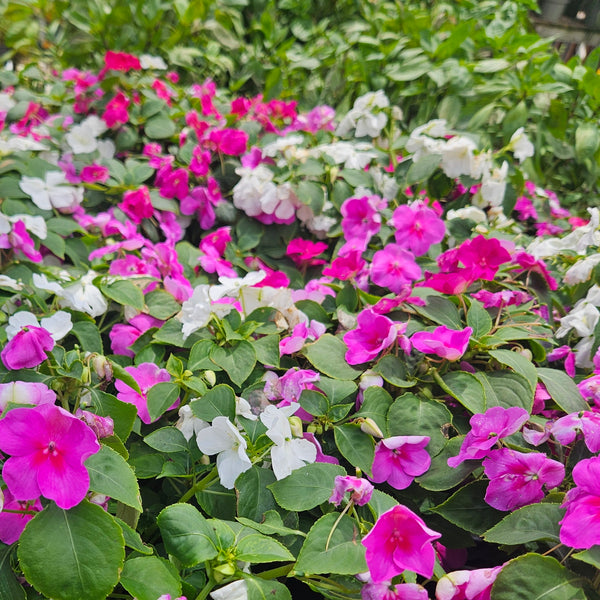 Impatiens  'Beacon Mix Chicago'