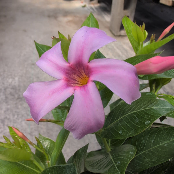 Dipladenia 'Bluephoria' - Bush 10"