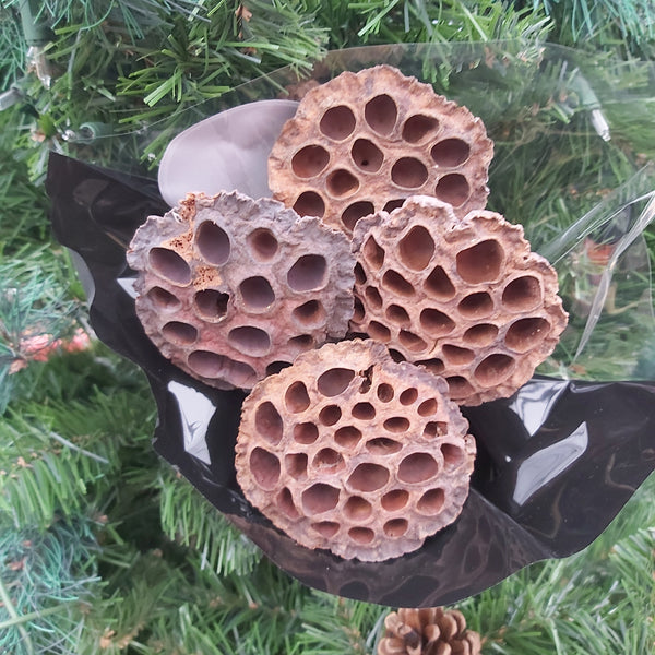 Lotus pods picks - 4 pack