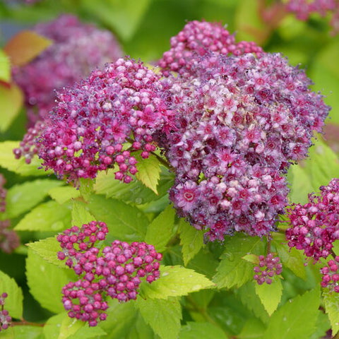 Spirea 'Double Play Dolly' PW