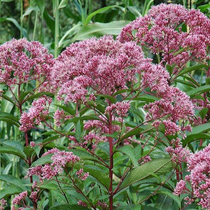 Spotted Joe-Pye Weed