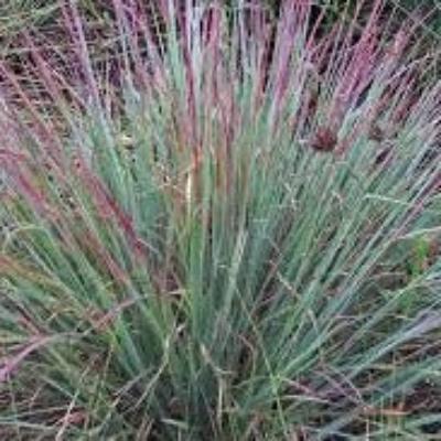 Little Bluestem 'Standing Ovation'