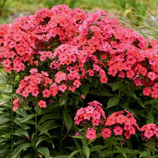 Phlox 'Sunset Coral' PW