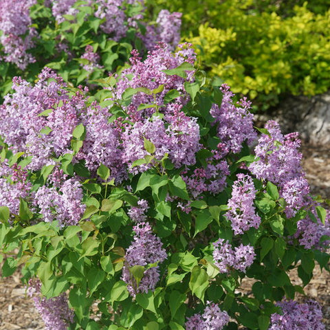 Lilac 'Scentara Pura'