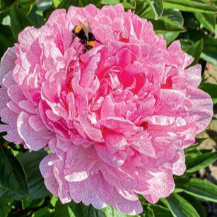 Peony 'The Fawn'