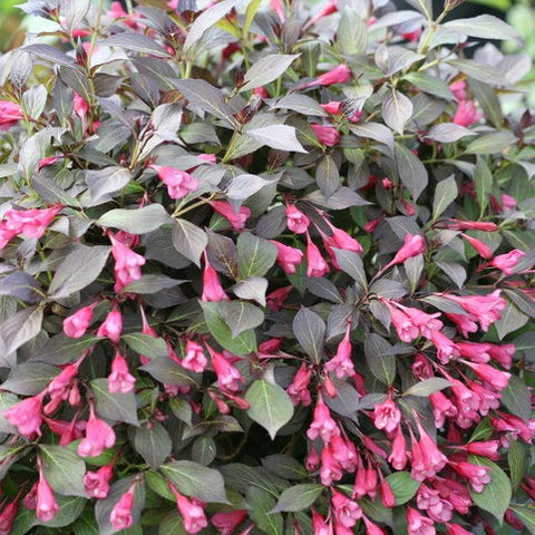 Weigela 'Midnight Wine Shine'