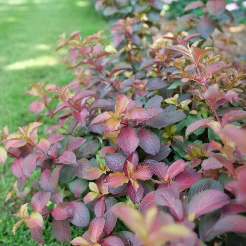 Weigela 'Midnight Sun'