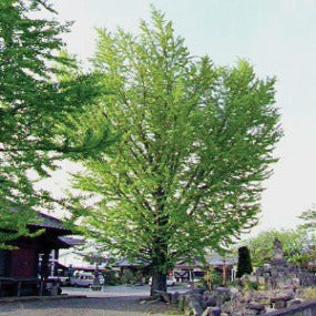 Ginkgo biloba