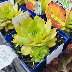 Sempervivum 'Gold Nugget'