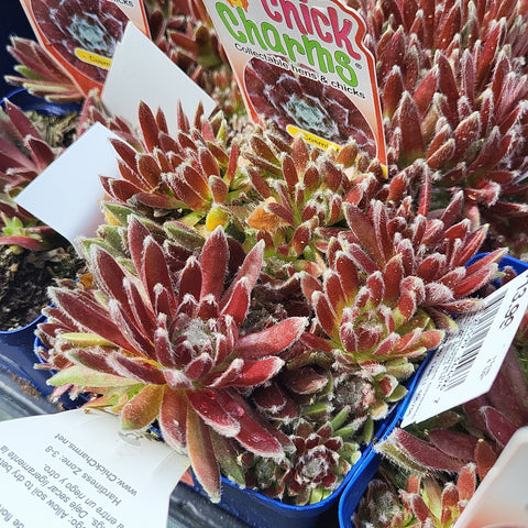 Sempervivum 'Cosmic Candy'