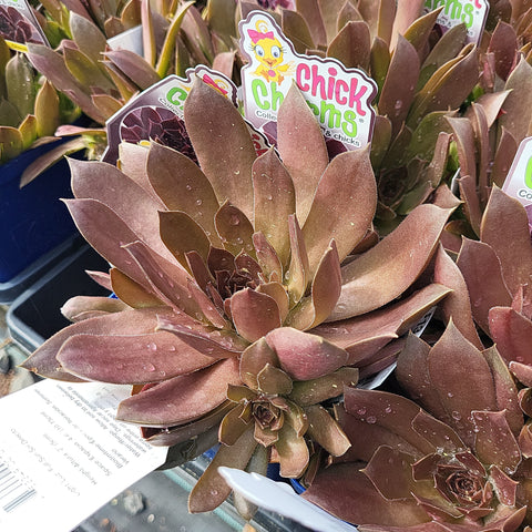Sempervivum 'Chocolate Kiss'