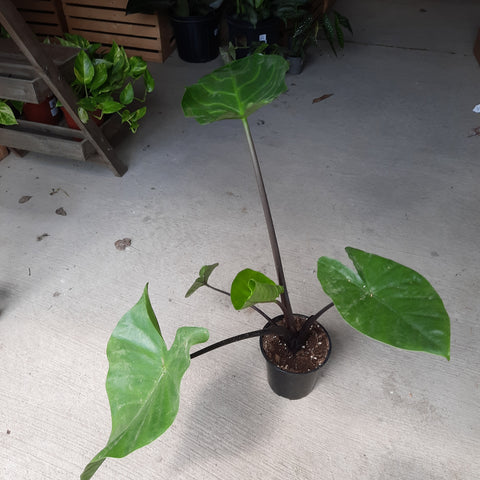Alocasia 'Dark Star'