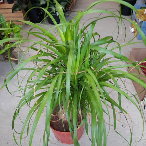 Beaucarnea Guatemalensis stump 6"