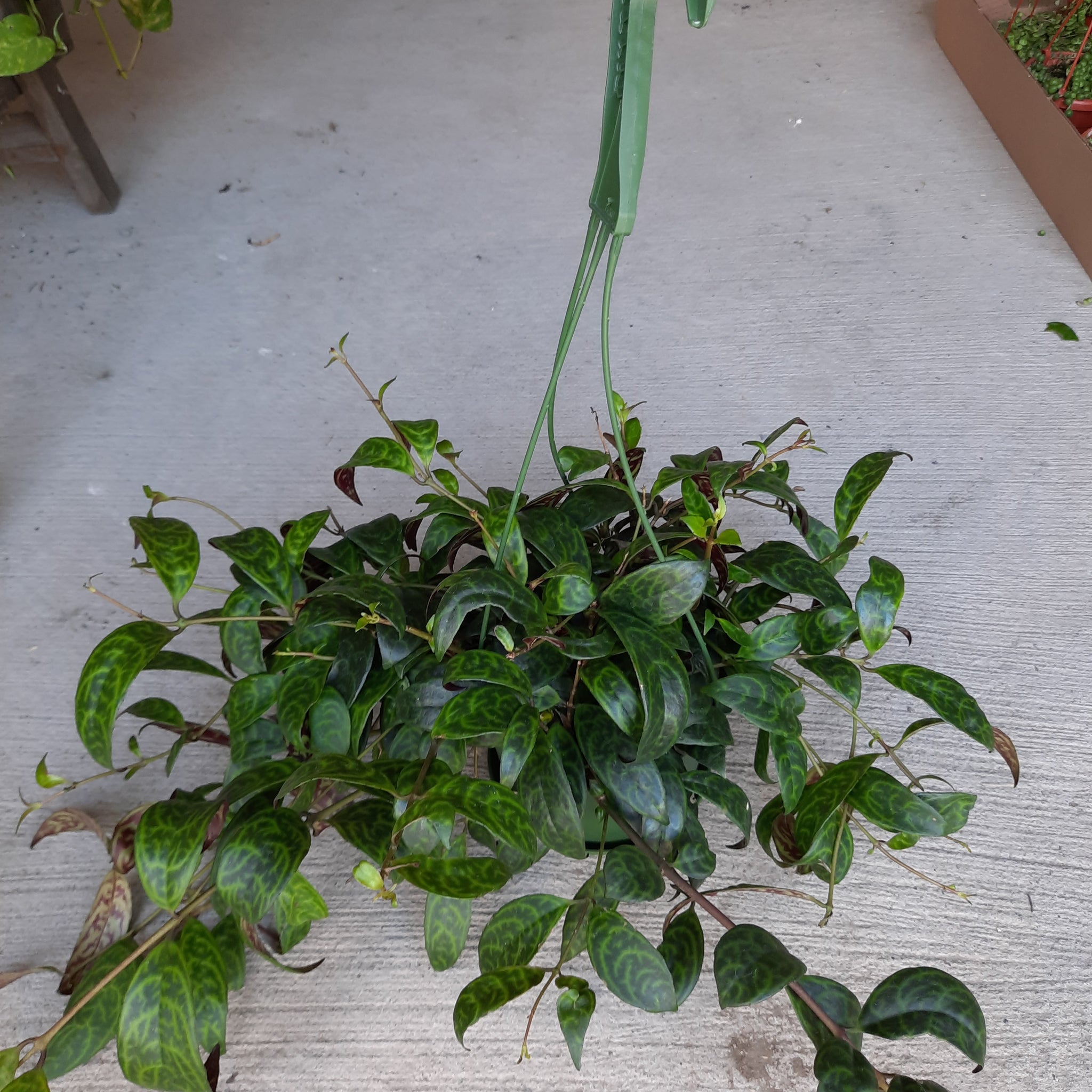 Aeschynanthus 'Twister' 6" Hanging