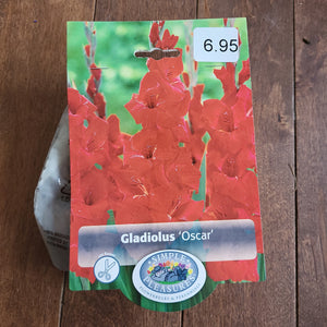 Gladiolus Bulbs 'Oscar'