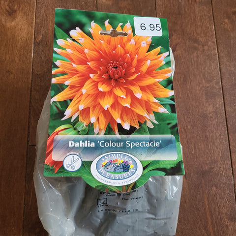 Dahlia Bulb 'Color Spectacle'